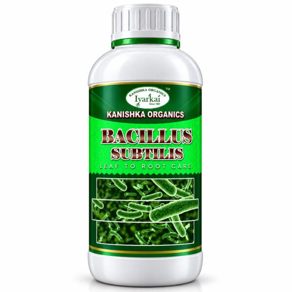 Bacillus subtilus