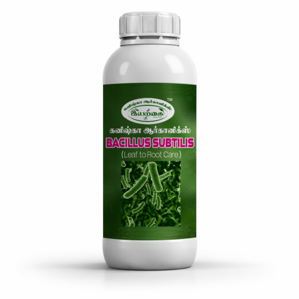 Bacillus subtilus